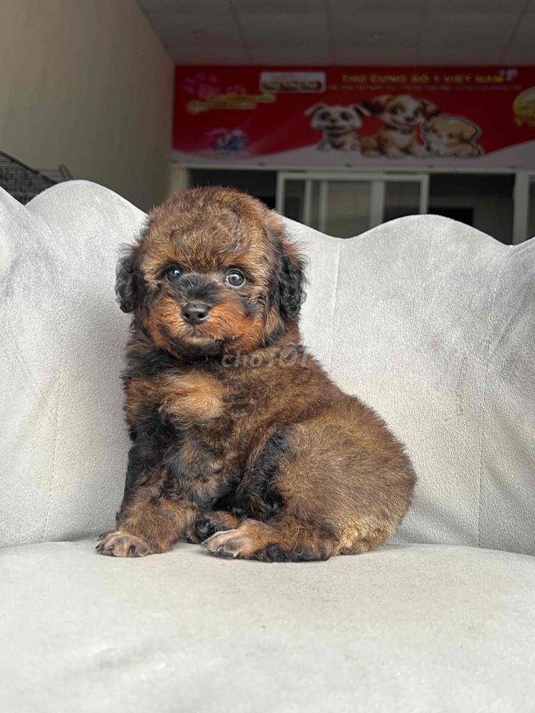 chó poodle coi nhà tốt