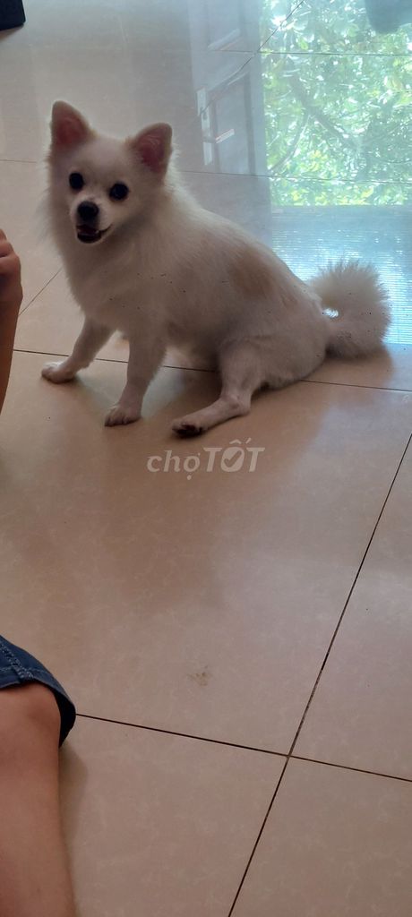 Chó Phốc Sóc trắng, hơn 1 năm tuổi,Cân nặng 3,5 kg. Mua bán Chó tại Quận Long Biên Hà Nội được đăng bởi 352 nvc hình 5