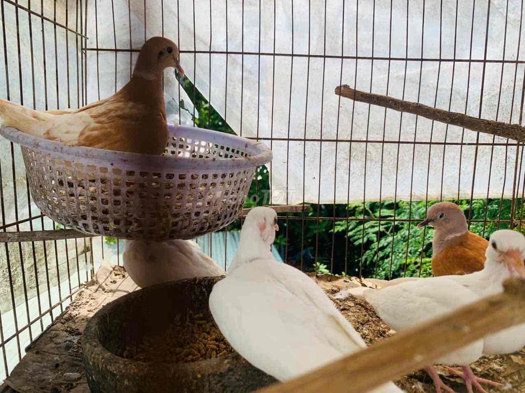 thanh lý bầy cu pháp sinh sản. Mua bán Chim tại Quận Ninh Kiều Cần Thơ được đăng bởi Nguyen Van Duong  hình 1