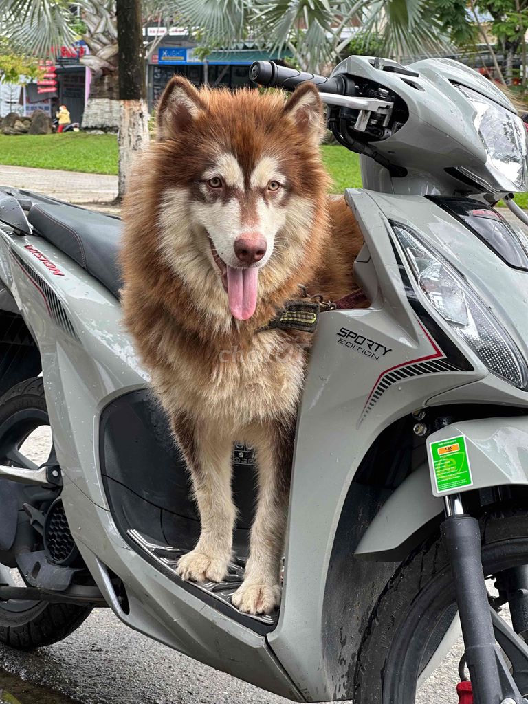 Chó Alaska cái tơ. Mua bán Chó tại Quận Cẩm Lệ Đà Nẵng được đăng bởi Nguyễn Hữu Anh Vũ hình 1