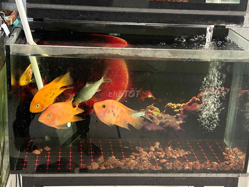 Cá cảnh Kowis Cam Vàng Xám. Mua bán Thú cưng khác tại Quận Ngũ Hành Sơn Đà Nẵng được đăng bởi Nguyễn Đình Danh hình 1