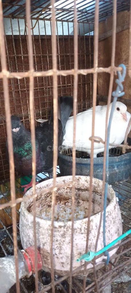 Bồ câu Đen, Trắng cả hai. Mua bán Chim tại Thành phố Thủ Đức Tp Hồ Chí Minh được đăng bởi Phạm Trường hình 1