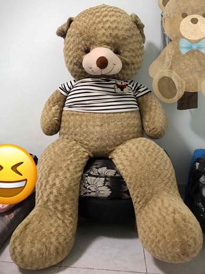Gấu Teddy 160cm, còn mới