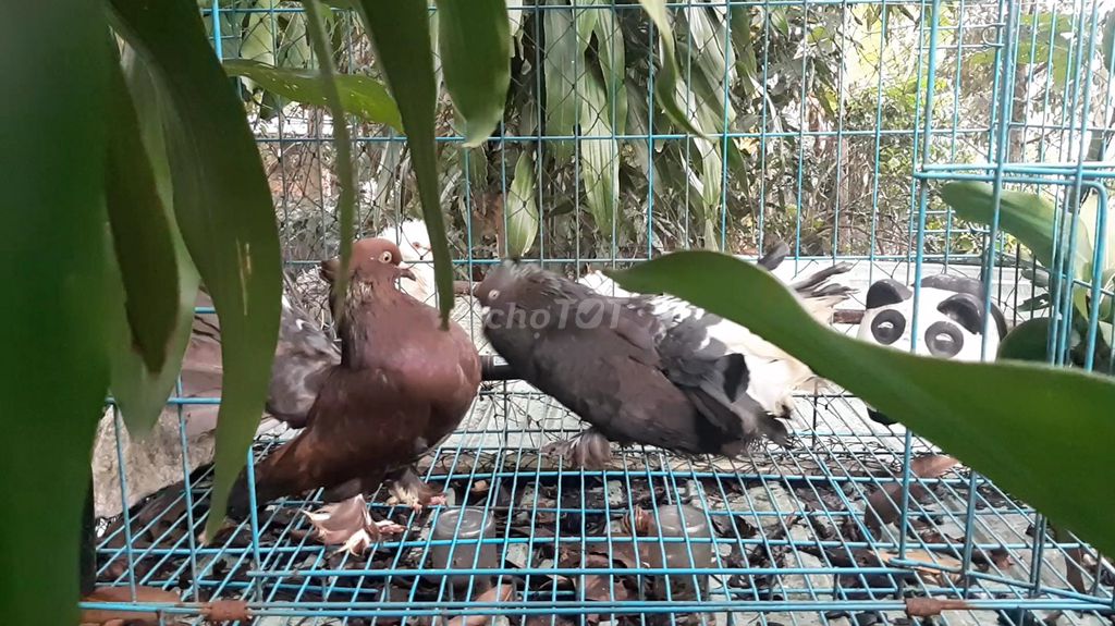 Chim bồ câu cặp trống mái loại to. Mua bán Chim tại Huyện Bắc Tân Uyên Bình Dương được đăng bởi SEE TINH Pigeons v SEE TÌNH Bồ Câu Kiểng hình 3