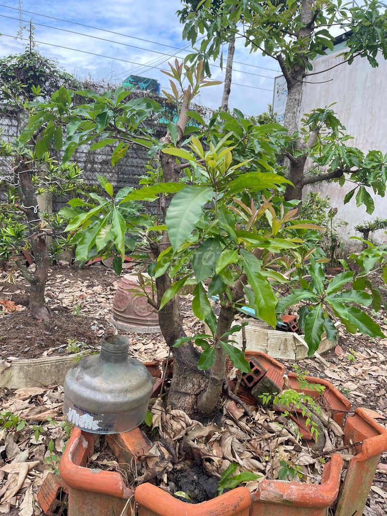 Cây Lộc Vừng lá nhỏ 80-120cm 3-4m. Mua bán Cây cảnh, đồ trang trí tại Thành phố Mỹ Tho Tiền Giang được đăng bởi Dương Hải Phong hình 1