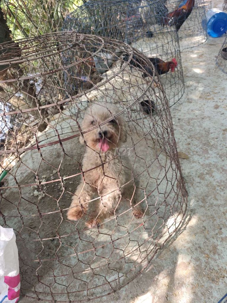 Chó Cái màu Nâu nhạt. Mua bán Chó tại Huyện Chợ Gạo Tiền Giang được đăng bởi gà lấu gò Công hình 1