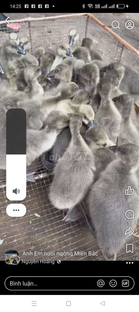 Ngỗng con Xám 4 lạng/con. Mua bán Thú cưng khác tại Quận Long Biên Hà Nội được đăng bởi tổng kho gia dụng  hình 1