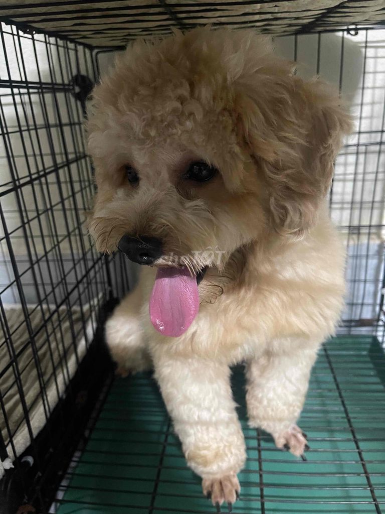 Poodle Vàng Mơ đực , mặt bánh bao