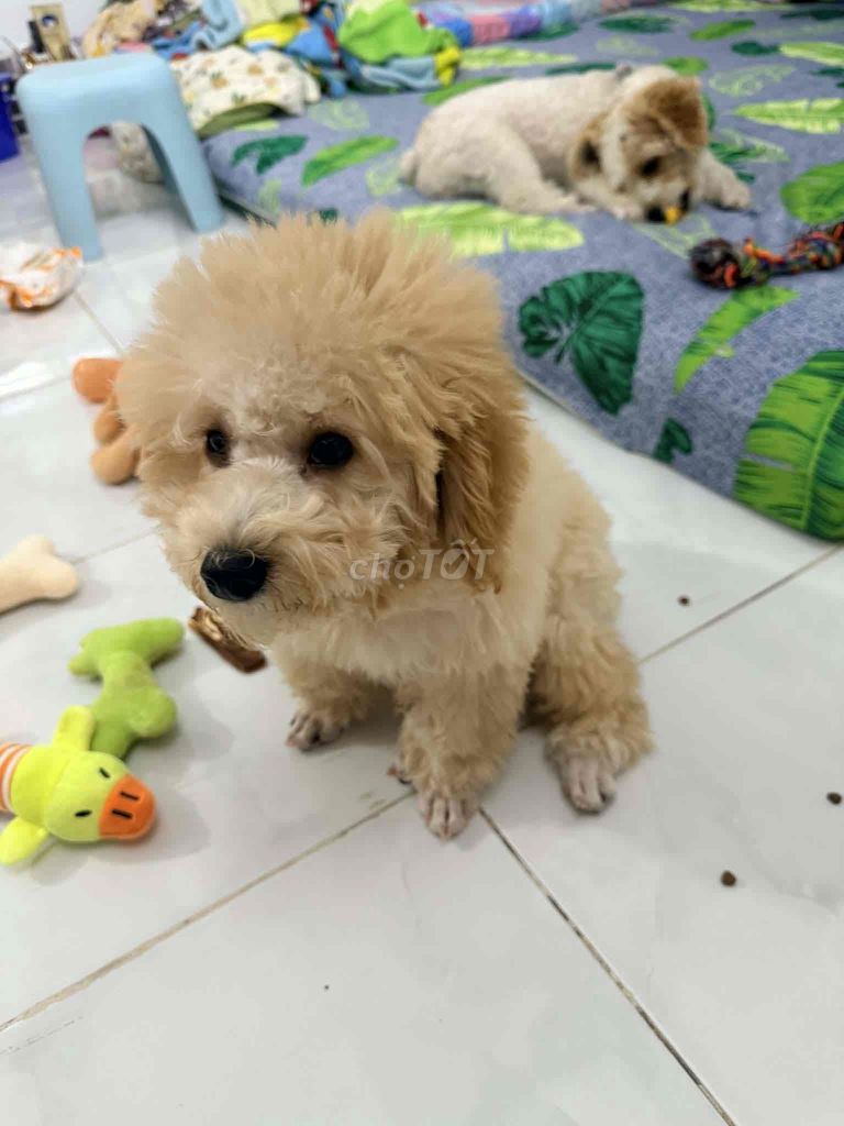 Chó Poodle nâu vàng 5 tháng. Mua bán Chó tại Quận Bình Thuỷ Cần Thơ được đăng bởi Chi Nguyễn hình 1