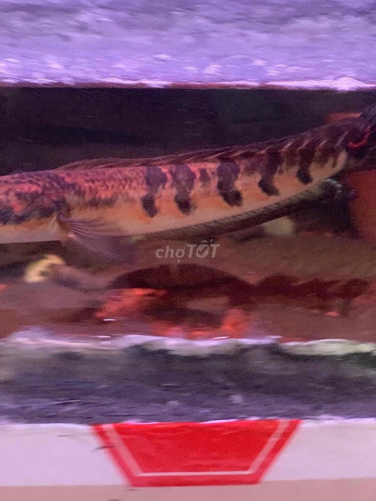 cá lóc vảy rồng. Mua bán Thú cưng khác tại Huyện Long Thành Đồng Nai được đăng bởi TP shop hình 1