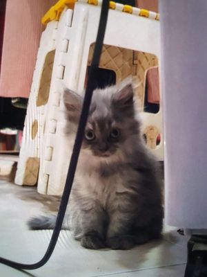 Bán mèo anh lông dài siêu dễ thương. Mua bán Mèo tại Quận 8 Tp Hồ Chí Minh được đăng bởi Nguyễn Tuấn