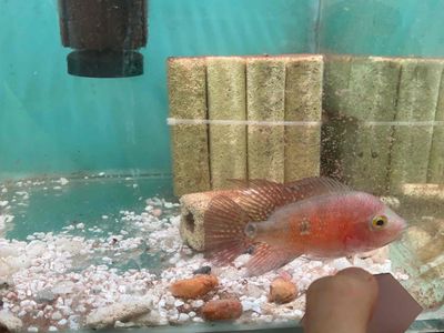 Cá la hán khỉ đỏ size 1.5n bao trống. Mua bán Thú cưng khác tại Quận Bình Tân Tp Hồ Chí Minh được đăng bởi Hoai Fish