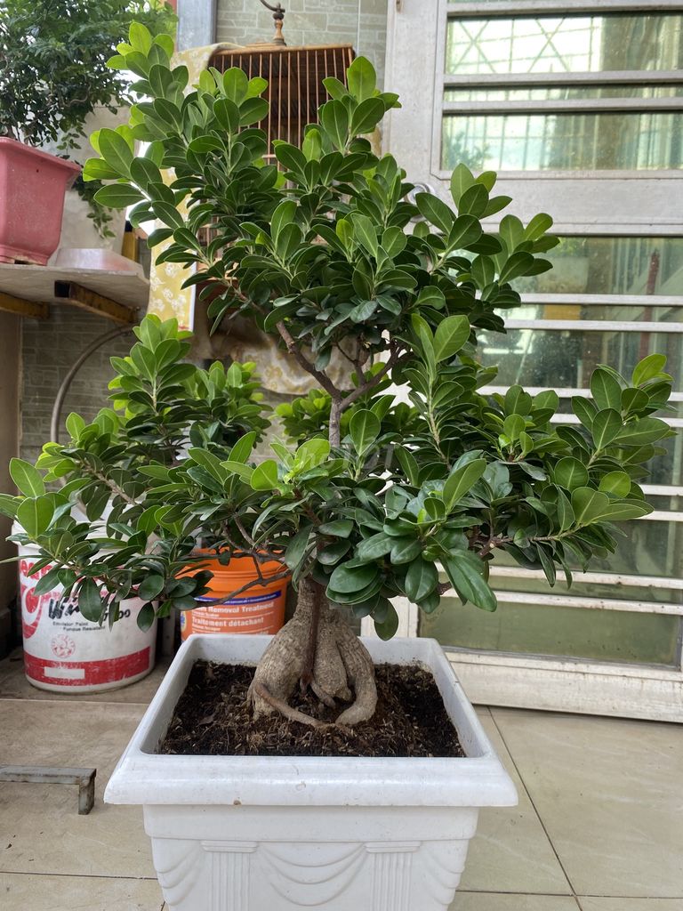 Bán cây bonsai Si bông. Mua bán Cây cảnh, đồ trang trí tại Quận Tân Phú Tp Hồ Chí Minh được đăng bởi Trần quốc Huyên hình 1