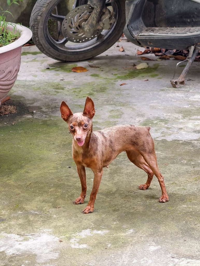 Chó Fox Hươu loang màu lạ. Mua bán Chó tại Huyện Mỹ Đức Hà Nội được đăng bởi Lương Thanh Liêm hình 1