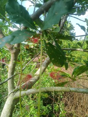 Lộc vừng. Mua bán Cây cảnh, đồ trang trí tại Huyện Châu Thành Đồng Tháp được đăng bởi  hiền nth