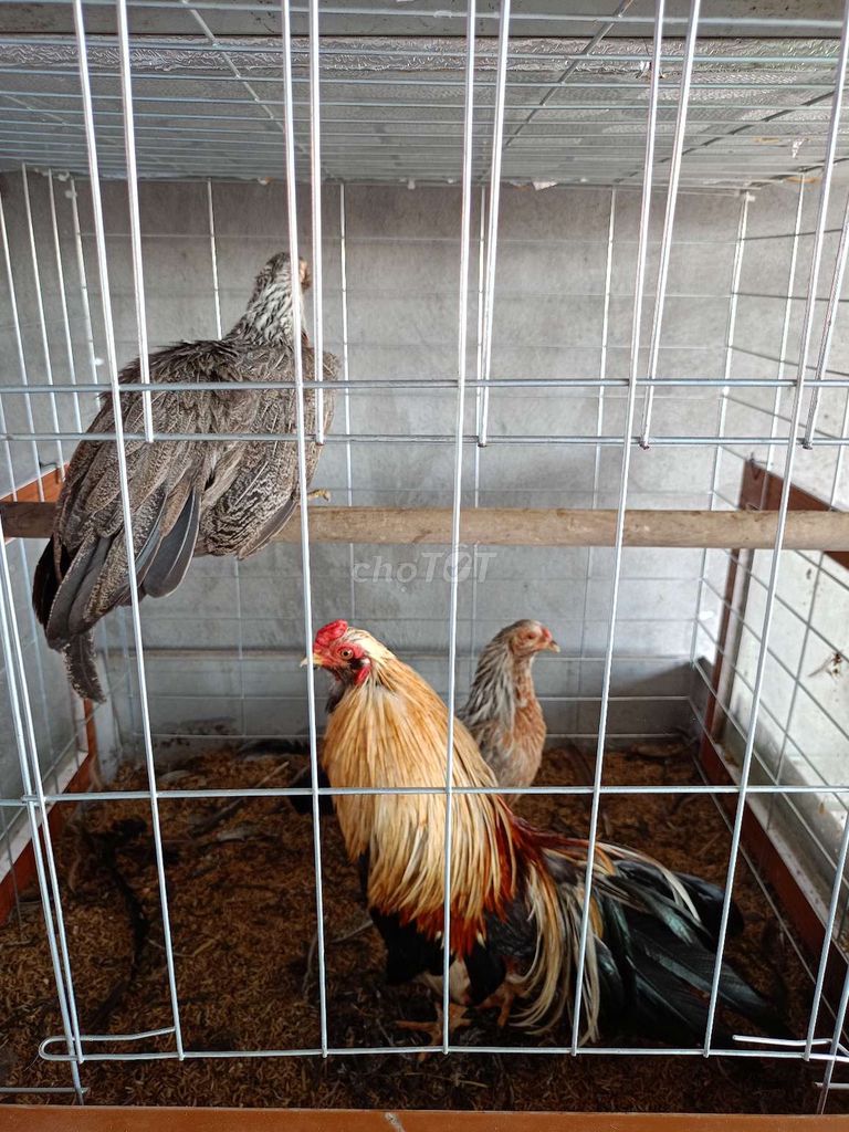 Sắp đi làm xa không có thời gian chăm sóc. Mua bán Gà tại Huyện Thuận Thành Bắc Ninh được đăng bởi Nguyễn công chuẩn  hình 2