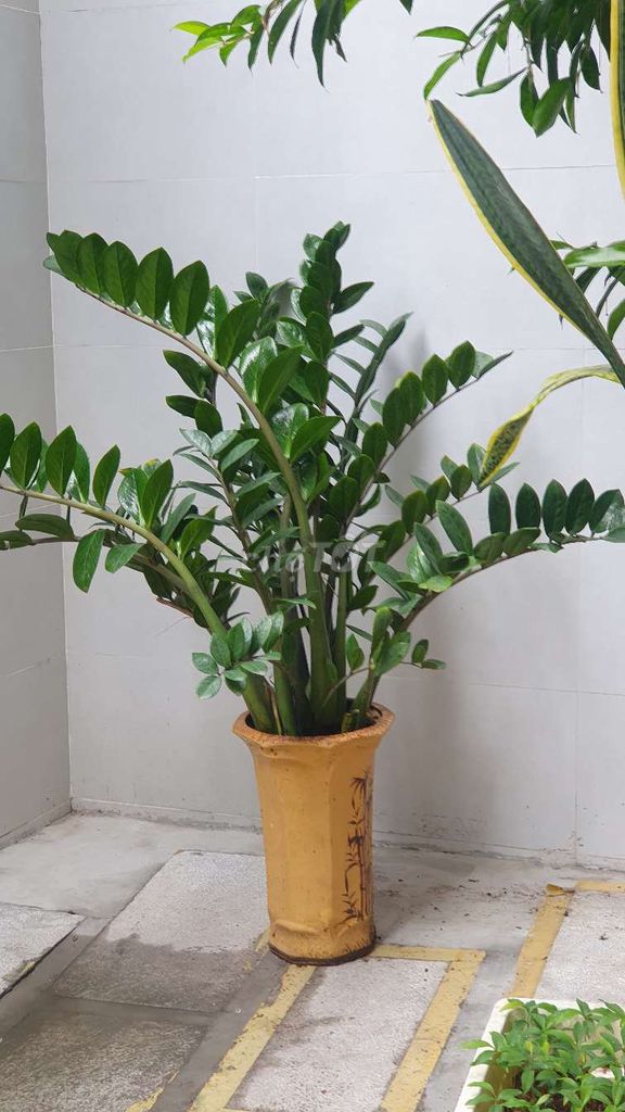 Cây kim tiền. Mua bán Cây cảnh, đồ trang trí tại Quận Thanh Khê Đà Nẵng được đăng bởi ZKS Store hình 1