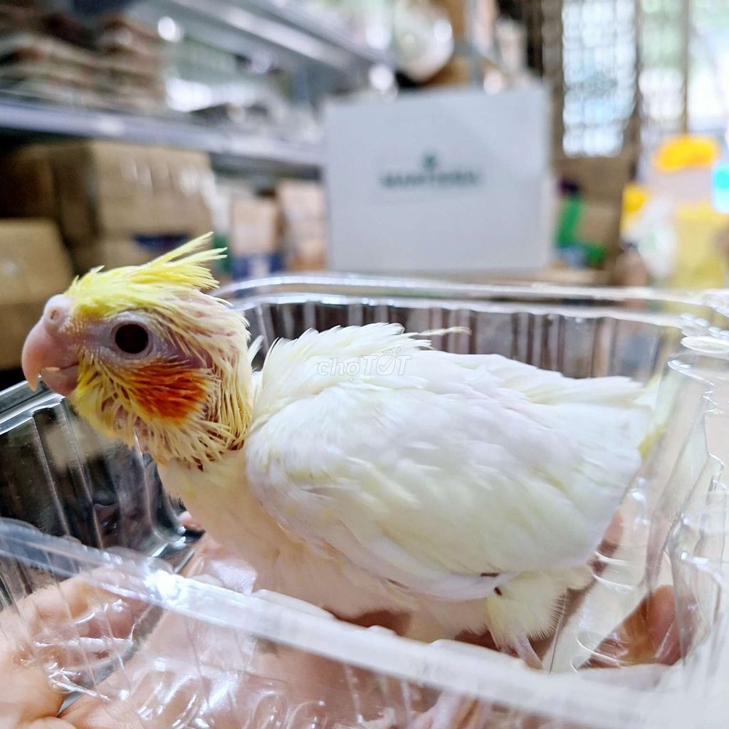 Vẹt cockatiel lutino