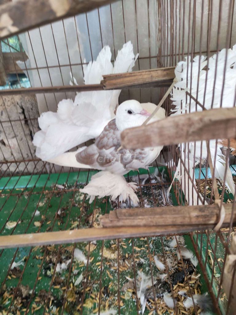 Chim bồ câu Đuôi xòe Trắng, Nâu, Đen. Mua bán Chim tại Quận Long Biên Hà Nội được đăng bởi tổng kho gia dụng  hình 1