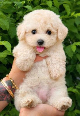 Chó Poodle màu mơ