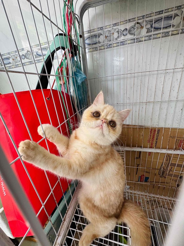 mèo ba tư 34