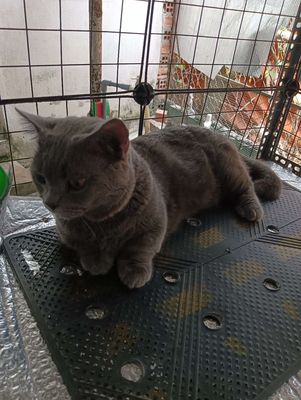 Mèo ALN xám xanh13 tháng tuổi