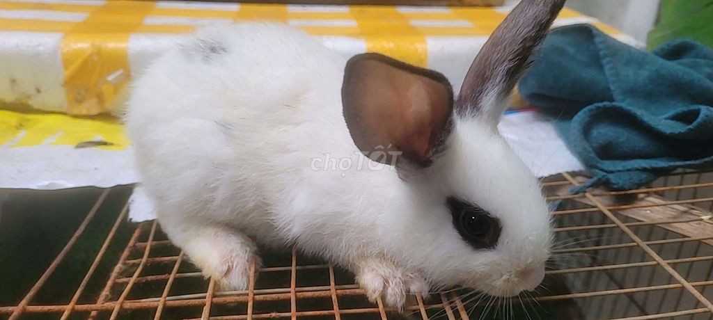 Thỏ Việt Nam Trắng 1.5 tháng 400-600g. Mua bán Thú cưng khác tại Quận 5 Tp Hồ Chí Minh được đăng bởi Trần Thị Thúy Thanh hình 1