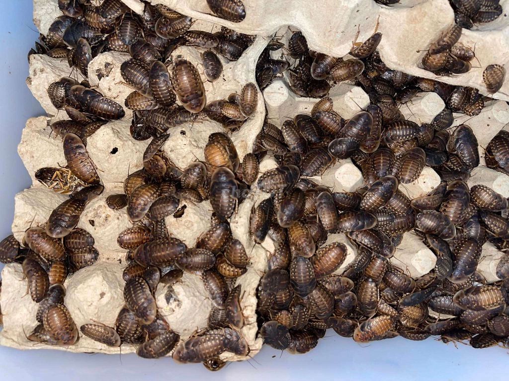 Thức ăn Gián Dubia 100gr. Mua bán Phụ kiện, Thức ăn, Dịch vụ tại Thành phố Cao Lãnh Đồng Tháp được đăng bởi CÔNG MINH HUỲNH hình 1