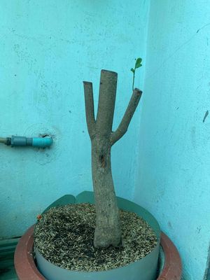mai tứ quý về ghép. Mua bán Cây cảnh, đồ trang trí tại Huyện Củ Chi Tp Hồ Chí Minh được đăng bởi thanh tú