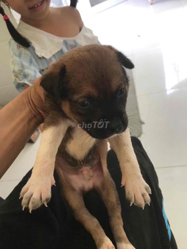 Chó lai phú quốc Nâu vàng, Đen. Mua bán Chó tại Thành phố Sa Đéc Đồng Tháp được đăng bởi Trần Ngọc Linh hình 1