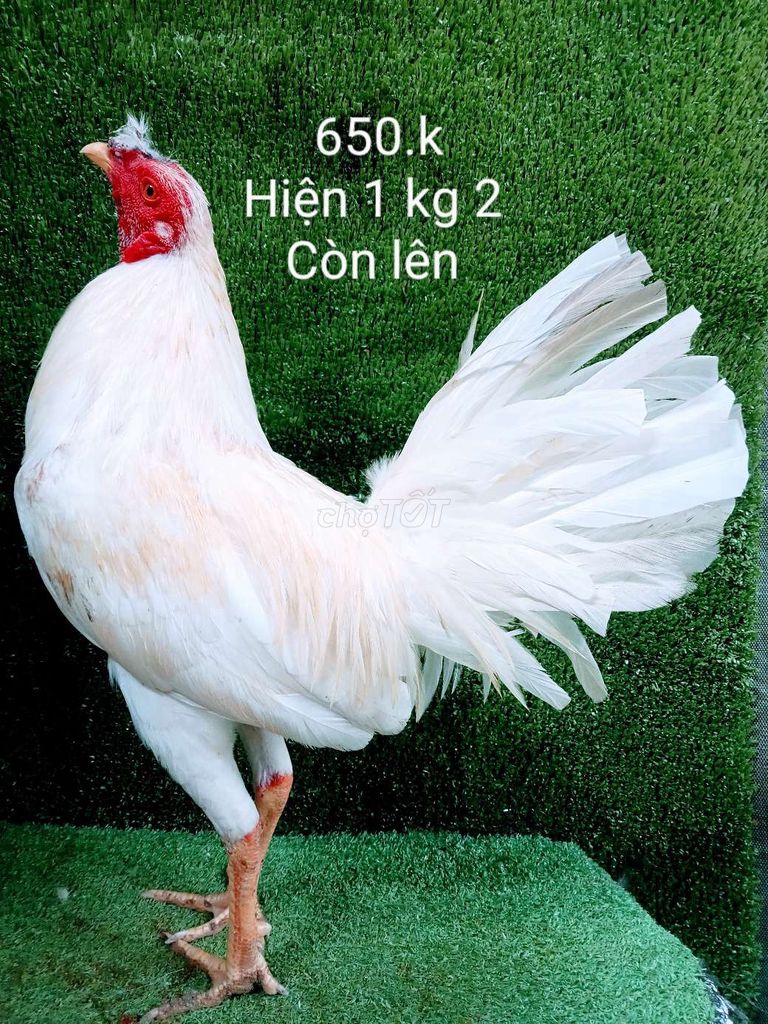 Úa hiện 1 kg 2 còn lên nha ae