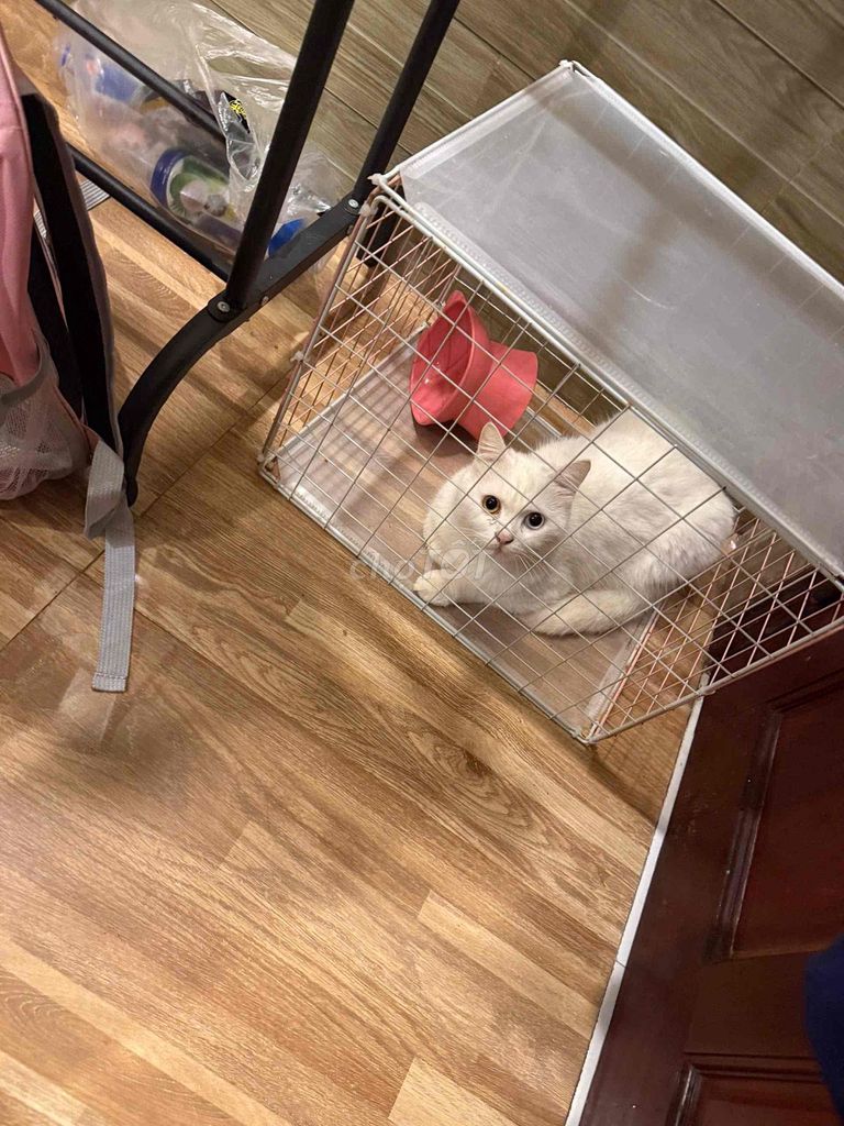 Mèo ALN 1 tuổi hơn. Mua bán Mèo tại Quận Hải Châu Đà Nẵng được đăng bởi Bôn hình 1