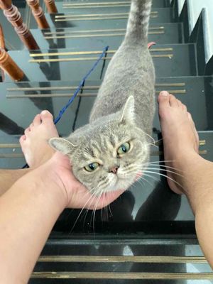 tìm nhà mới. Mua bán Mèo tại Quận Gò Vấp Tp Hồ Chí Minh được đăng bởi nguyễn quang huy