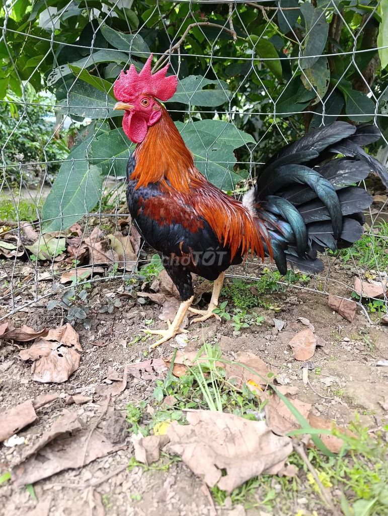Gà tre Tơ zin . 1k 1k150 1k2 . Mua bán Gà tại Thành phố Ngã Bảy Hậu Giang được đăng bởi lợi nguyễn 95HG hình 1