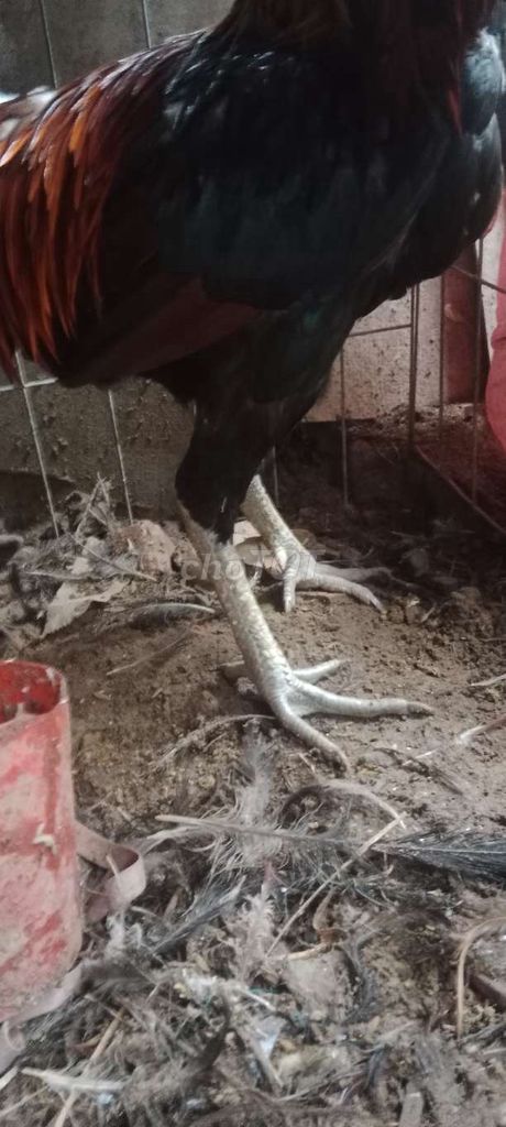 Gà chọi trống Đen đỏ thay lông khỏe mạnh. Mua bán Gà tại Thành phố Cao Lãnh Đồng Tháp được đăng bởi Hoa Nguyen hình 1