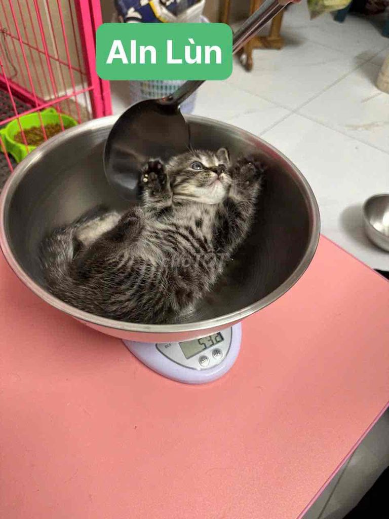 cần bán 3 bé mèo aln, ald, munkin. Mua bán Mèo tại Quận 7 Tp Hồ Chí Minh được đăng bởi Ân hình 2