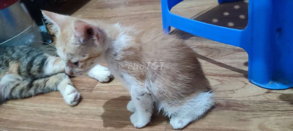 Mèo Vàng Trắng Hơn 1 Tháng Tuổi. Mua bán Mèo tại Quận Hai Bà Trưng Hà Nội được đăng bởi Hùng hình 1