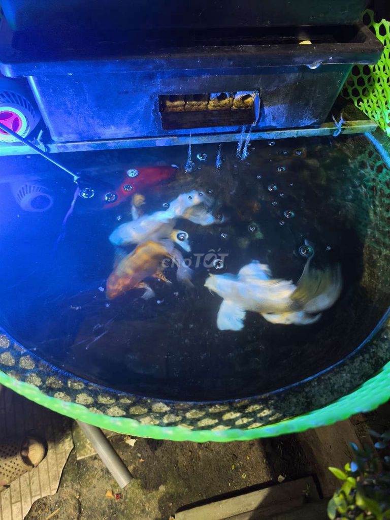 Cá chép sư tử 2 con. Mua bán Thú cưng khác tại Quận Hoàng Mai Hà Nội được đăng bởi Trần Văn Tú hình 1