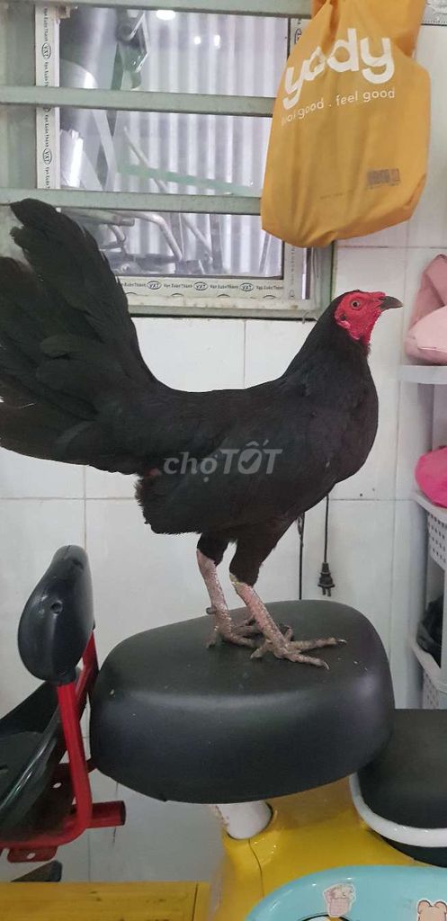 Gà Cuban Đen 1.6kg chân Xanh. Mua bán Gà tại Huyện Long Thành Đồng Nai được đăng bởi Heo hình 1