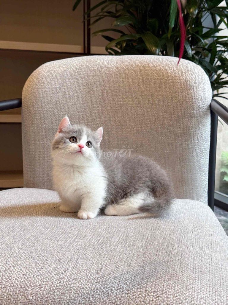 Mèo Munchkin Bicolor. Mua bán Mèo tại Thành phố Thủ Đức Tp Hồ Chí Minh được đăng bởi Polly hình 1