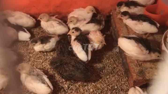 Gà Rutin Siêu trứng Cả hai. Mua bán Gà tại Quận Nam Từ Liêm Hà Nội được đăng bởi Hoa Phan hình 1