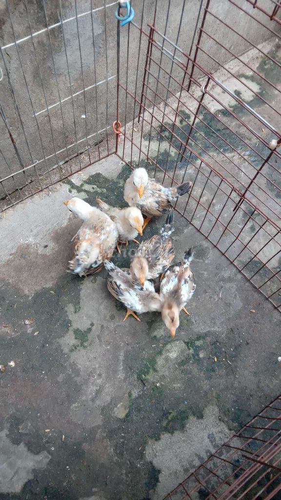 Gà tre bắc mơ. Mua bán Gà tại Thành phố Trà Vinh Trà Vinh được đăng bởi Ngân hình 1