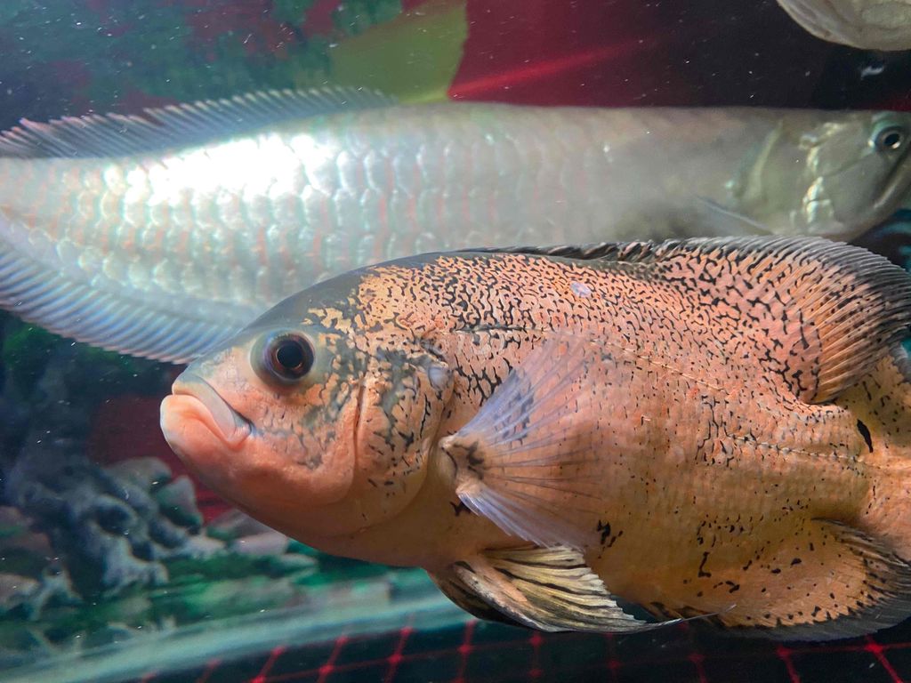 Ngân long 2 con U3x tai tượng châu phi 2 con 5ngon. Mua bán Thú cưng khác tại Quận Bình Tân Tp Hồ Chí Minh được đăng bởi Mê Cá hình 1