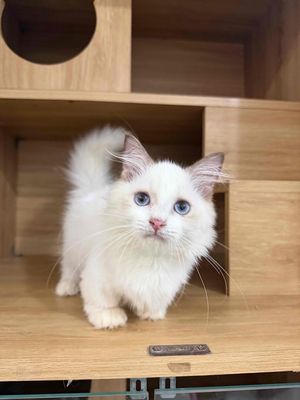 Mèo Ragdoll chân lùn cái