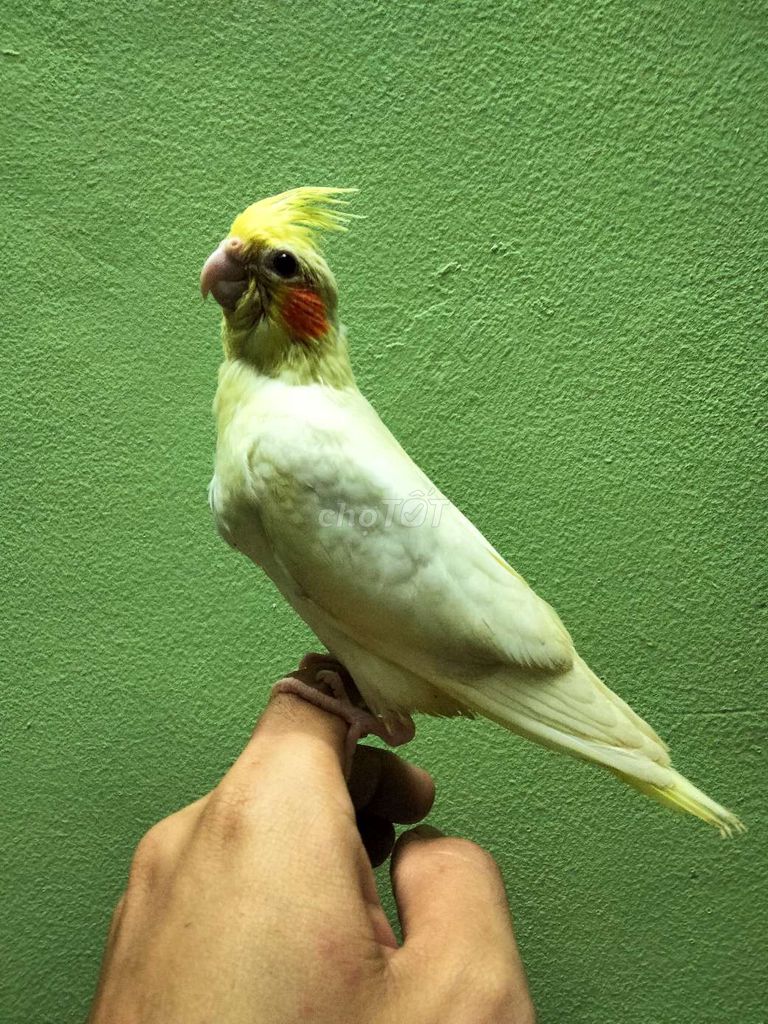 Cockatiel