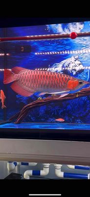 Cá rồng Huyết long Sepauk semishort 56cm