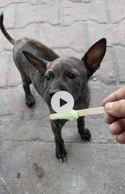 Chó phú quốc soái lưng