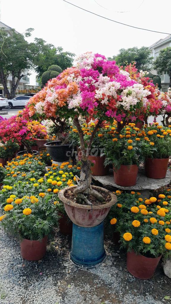 Hoa giấy ngũ sắc sắc. Mua bán Cây cảnh, đồ trang trí tại Thành phố Thủ Đức Tp Hồ Chí Minh được đăng bởi Kim Thuong hình 1