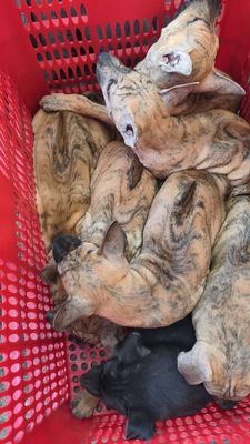 Phú Quốc Vện Lửa Dòng To Cao