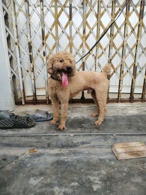 Chó Poodle. Mua bán Chó tại Quận Dương Kinh Hải Phòng được đăng bởi thơ